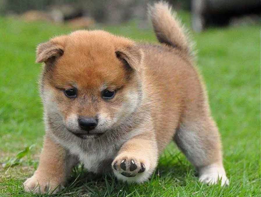 Imo Inu Puppy Images